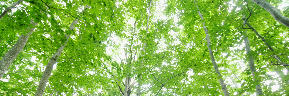 表紙メイン グリーンイメージ画像